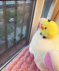 һֻ������С�Ƽ�