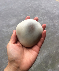 2Ԫһ���Ķ���Բ�� ����ŴŴ�� �����Ϳڣ�