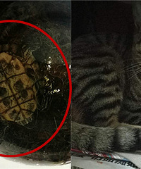 ����ҡ����ߵ��ڹ��Сè ����̫��