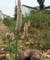 �����н�