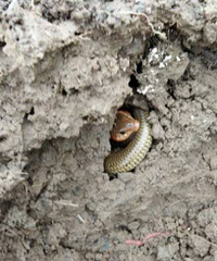 Χ�ۣ�����ũ���ں����ڵ�����4ֻ�ŵĹ��� ���ĸ��������ģ�