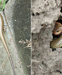 Χ�ۣ�����ũ���ڵ�4�Ź��ߡ���