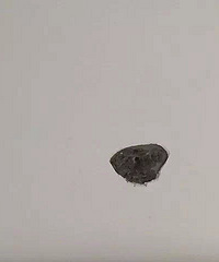 ������˹�������