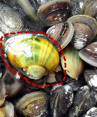 ��˭֪������ʲô��������Ӷ���