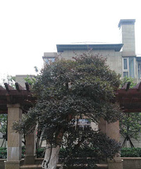 Ϊ�Ҽҵ���~ϣ��������ס���·� ����Ȯ