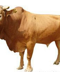 ����������˵���ڰ췿��֤��ţ��2000Ԫһ���𡣡���������