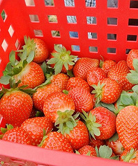 �����ܱ߲�ݮ��ͼ ��ĩ�ɲ�ݮȥ����