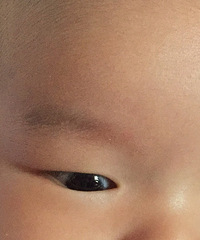 2������Ӥ���۾�������һ��Ĥ