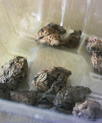 9���к�Ż�²�ֹ �����Ѽ����С��θ��ʯ��������Ϊ...