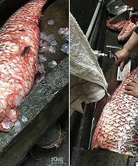 33��ġ����㾫�� ��������С�����ߣ�