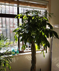 ��������ֲ����