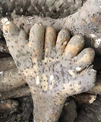 ��ɽҩ����̫�ű��ˣ�˵�õĽ������ܳɾ��أ���