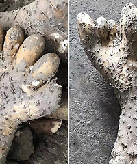 �Լҵ����ڳ�����ɽҩ����