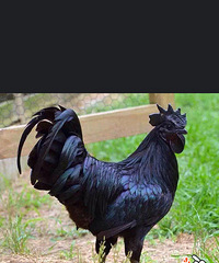 ��������ֻ��������1700һֻ ȫ����ɫ ������ж���