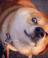 �����緹��Ҫ��