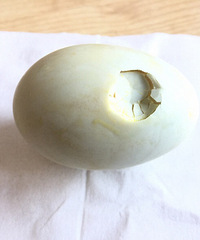 ��Ѽ��ҲҪ�����ã�������������ɳ ���͵���Ѽ��