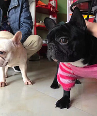 ��֪ʶ��������Ȧ��������ţȮ�˹��ܾ�����Ƭ