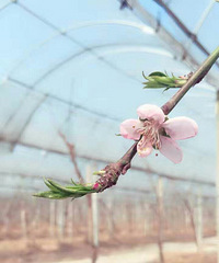 ǩ�����������