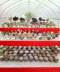 ���ޣ�����һλ���ⷢ���� ����һ����ʱ����˸��ݶ����⻨԰