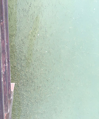 ������Ҫ�ܼ��־�֢��