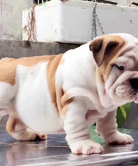 ��������ʮ���� ����Ҫ�������ڵ��Ϲ��͹������μ��ҵĻ���