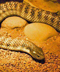 ����������ж��� ���ܲ���