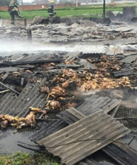 ����һ����ʧ�� ��15000ֻ���ɿ���