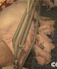 "嘉兴农民高科技养猪,猪肝卖72元一斤猪肉卖200元一斤"