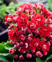 ��ů����