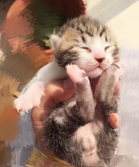 快来领养猫猫吧!