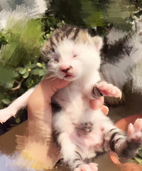 快来领养猫猫吧!