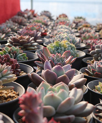 ����ѱ����������ֶ��⣿�Ͷ��⣡