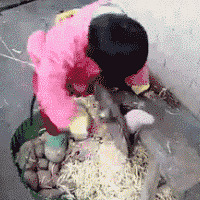 ��ʮ��ǰ�Ķ�̥��������ڵĶ�̥����