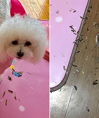 �Ҽҹ�����ྐྵ��� �����Լ����ǣ�