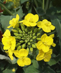 ������ֹ��ǰ�Ĺ��� ����ʫ��Զ������Ұ