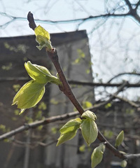 ������ֹ��ǰ�Ĺ��� ����ʫ��Զ������Ұ