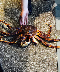 �ϰ���ĺ��� 4��6�ĵ���з800��RMB