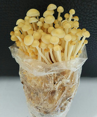 ��������ҵ��ʳ��ÿһ������ԭ���ص�һ�ֻ�Դ