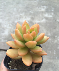 ɹɹ��¶������