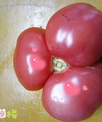 �Ҽҵķ��������ˣ���Ȼ�Ǹ�����̥