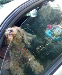 ��ò��繷������С���и����� ����һ���� ר����������ס