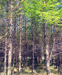 ���������̵������� ��·��ï�ܵ�ɭ�� ���ܿ���