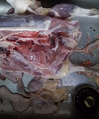 �����ˣ��˳�����ֻ��Ѽ �ؼ��ƿ�����֬���м����׺�