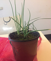 ��ʦҪ��ѧ�������Է�ѧУ �Ҹ�Ů���������