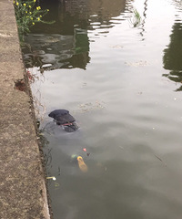 �����������������쾪�ֵĸ�ʬ ��Ȼ�Ǵӽ���Ʈ������