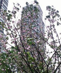 ֮ǰ���������ƽ��Ļ��� ����������� �������򻹻�����