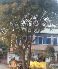 ס�˼�ʮ����Ϸ��Ӳ��� �����Ҵ�С����ĵط� ���е��᲻��