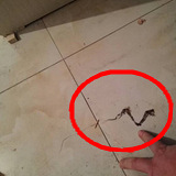 ��ש������ӡ��զ��