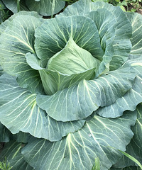 ����Ĳ˺ô󰡣����ñ�������Ҫ��