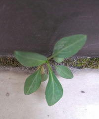 ���ǰ칫���ſڵ������� ��Ȼ�����ˡ���